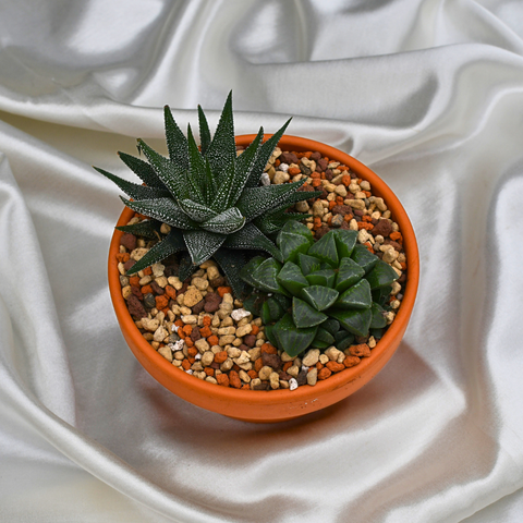 Arrangement d'Haworthias en pot terre cuite court