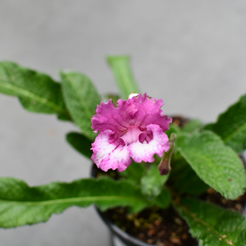 Streptocarpus 'Bristol's Peppermint'