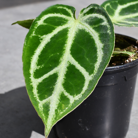 Anthurium 'Dorayaki'