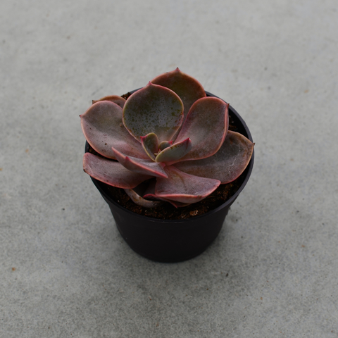 Echeveria Red sky 