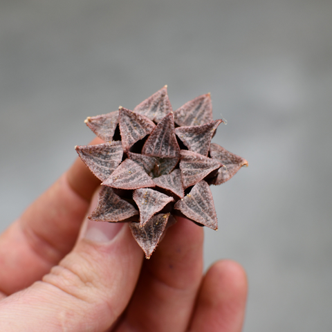 Haworthia 'Ice World'