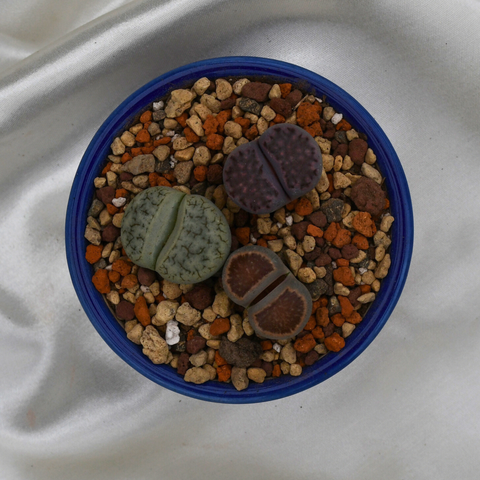 Lithops en pot décoratif