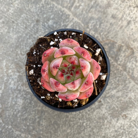succulent peach Echeveria 'Honey Peach' | Succulents