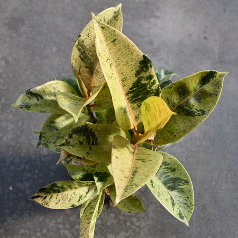 Ficus elastica 'Shivereana Moonshine'