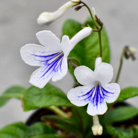 Streptocarpus 'Ladyslippers White Ice'