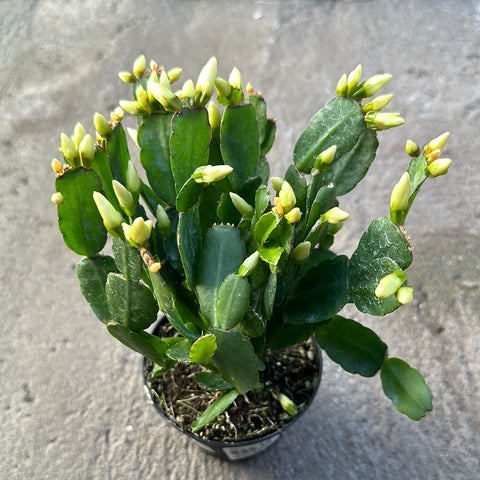 Hatiora gaertneri (Cactus de Pâques)