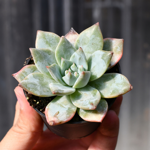 Echeveria 'Blue Bird'