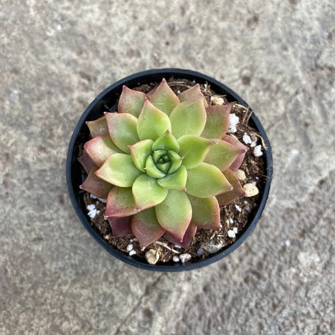 Echeveria 'Ice swan