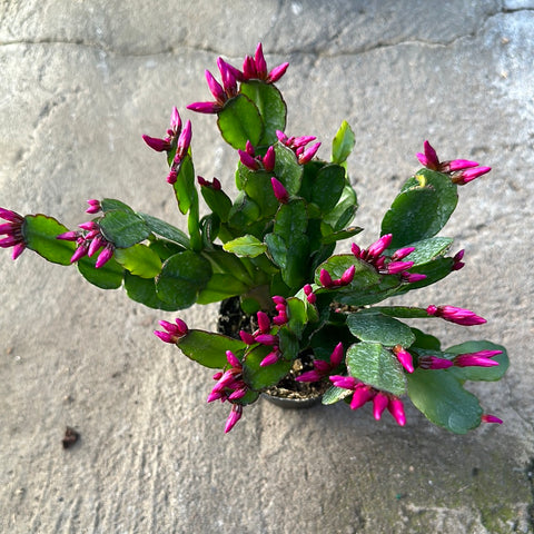 Hatiora gaertneri (Cactus de Pâques)