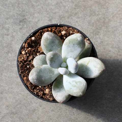 Pachyphytum blue haze 