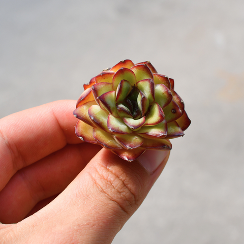 Echeveria 'Christmas'