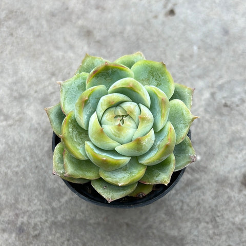 Echeveria 'Pink crystal