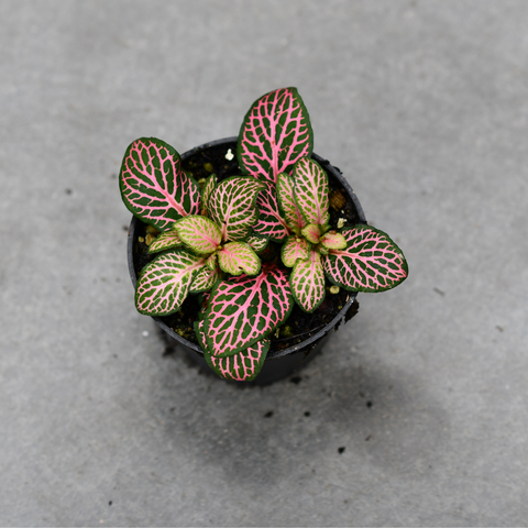 Fittonia verschaffeltii 'Mistral'