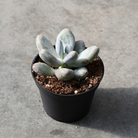 Pachyphytum blue haze 