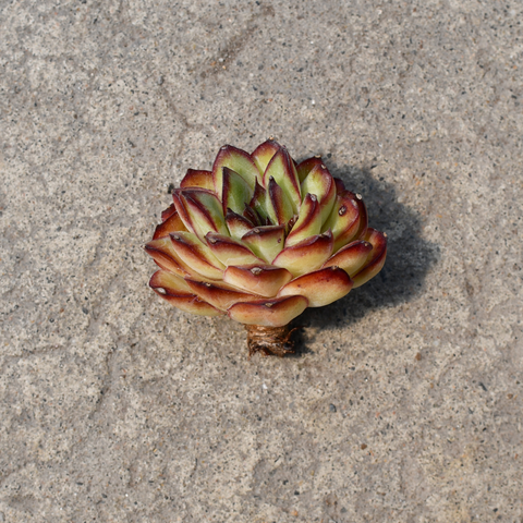 Echeveria 'Christmas'