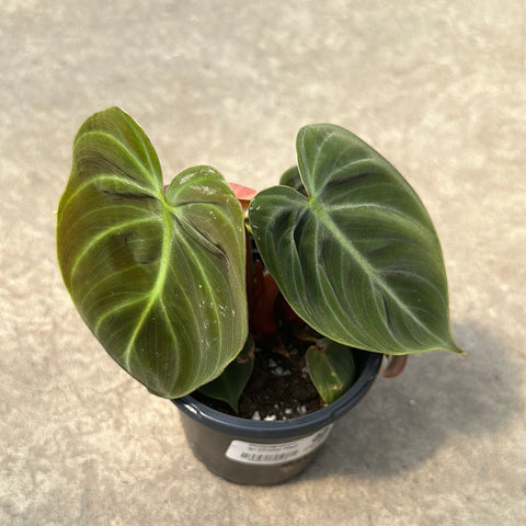 Philodendron 'El choco red