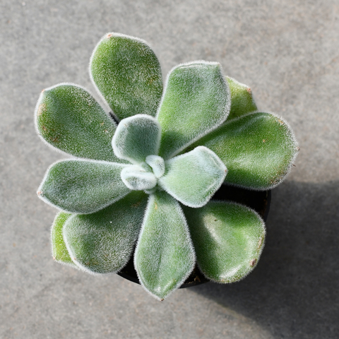 Echeveria pulvinata "Frosty"