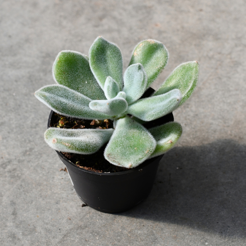 Echeveria pulvinata "Frosty"