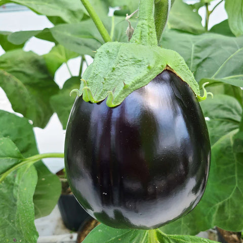 DARIO F1 Hybrid Eggplant Seeds
