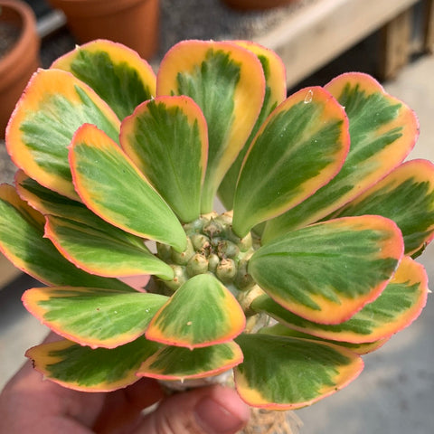 Euphorbia fishii f. variegata