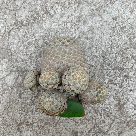Euphorbia piscidermis