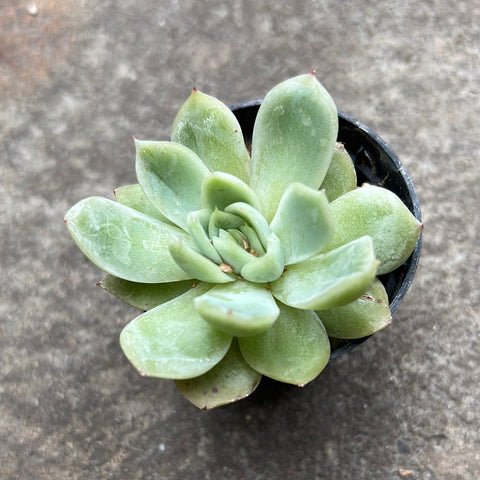 Echeveria 'Soul shadow Red border'