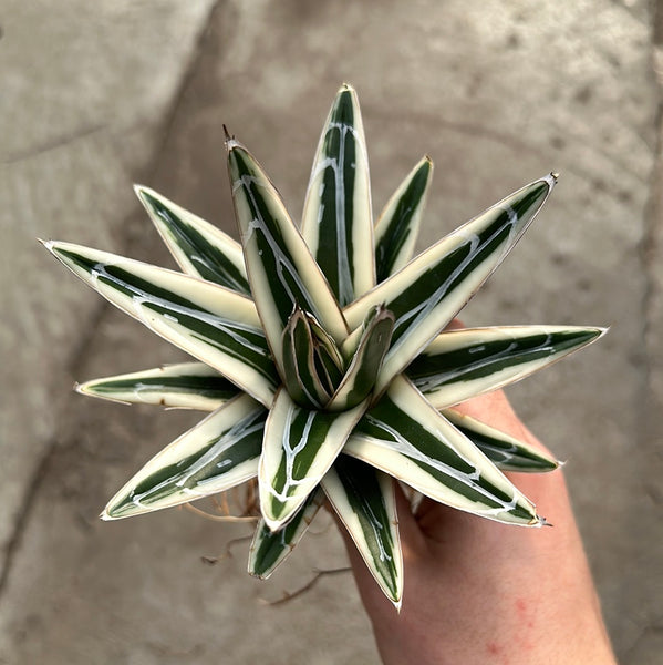 Agave victoriae-reginae 'White Rhino'  Serres Lavoie