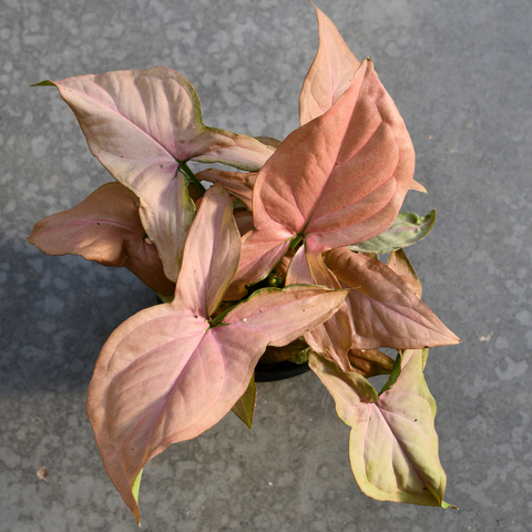 Syngonium 'Pink Perfection'