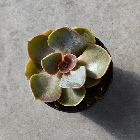 Echeveria Red sky 