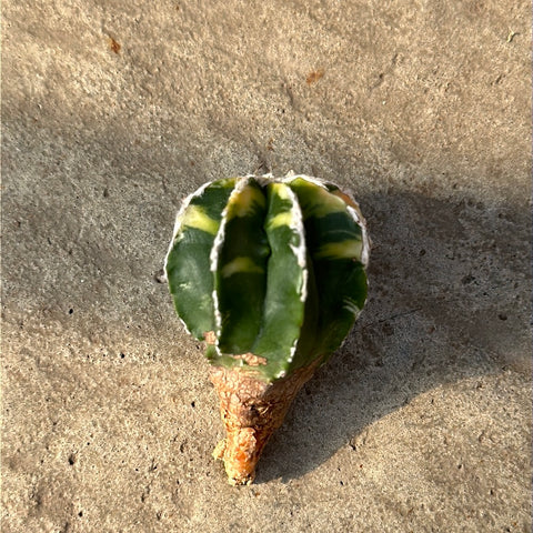 Astrophytum myriostigma nudum f. variegata