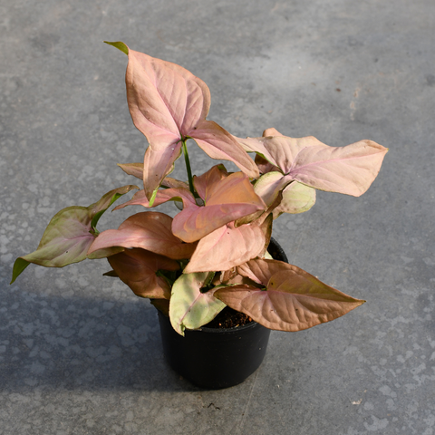 Syngonium 'Pink Perfection'