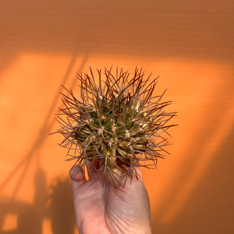 Gymnocalycium schickendantzii