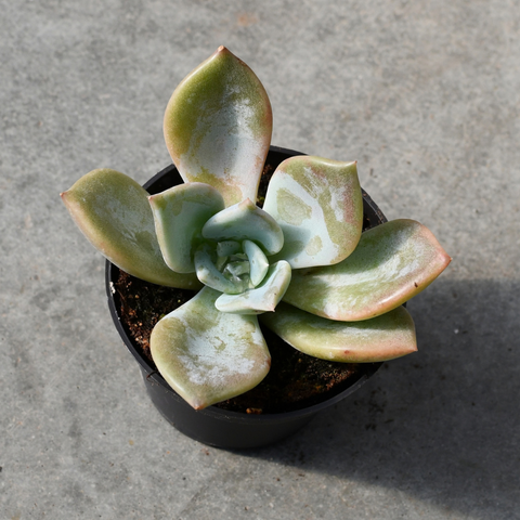 Echeveria 'Lilac Wonder'