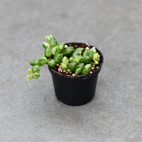 Senecio herreianus f. variegata