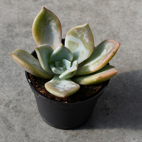 Echeveria 'Lilac Wonder'