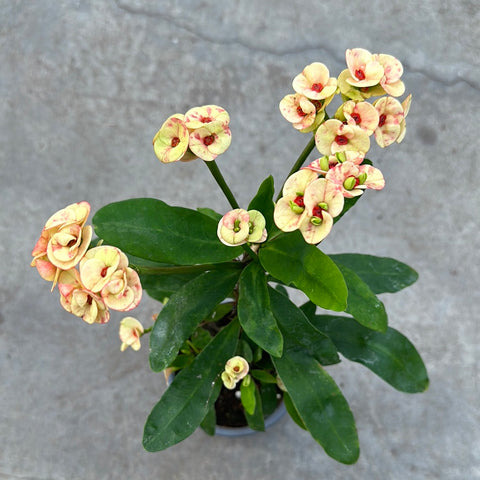 Euphorbia milii rose pâle