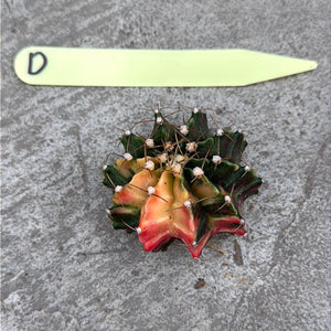 Open image in slideshow, Gymnocalycium mihanovichii f. variegata (Gros)
