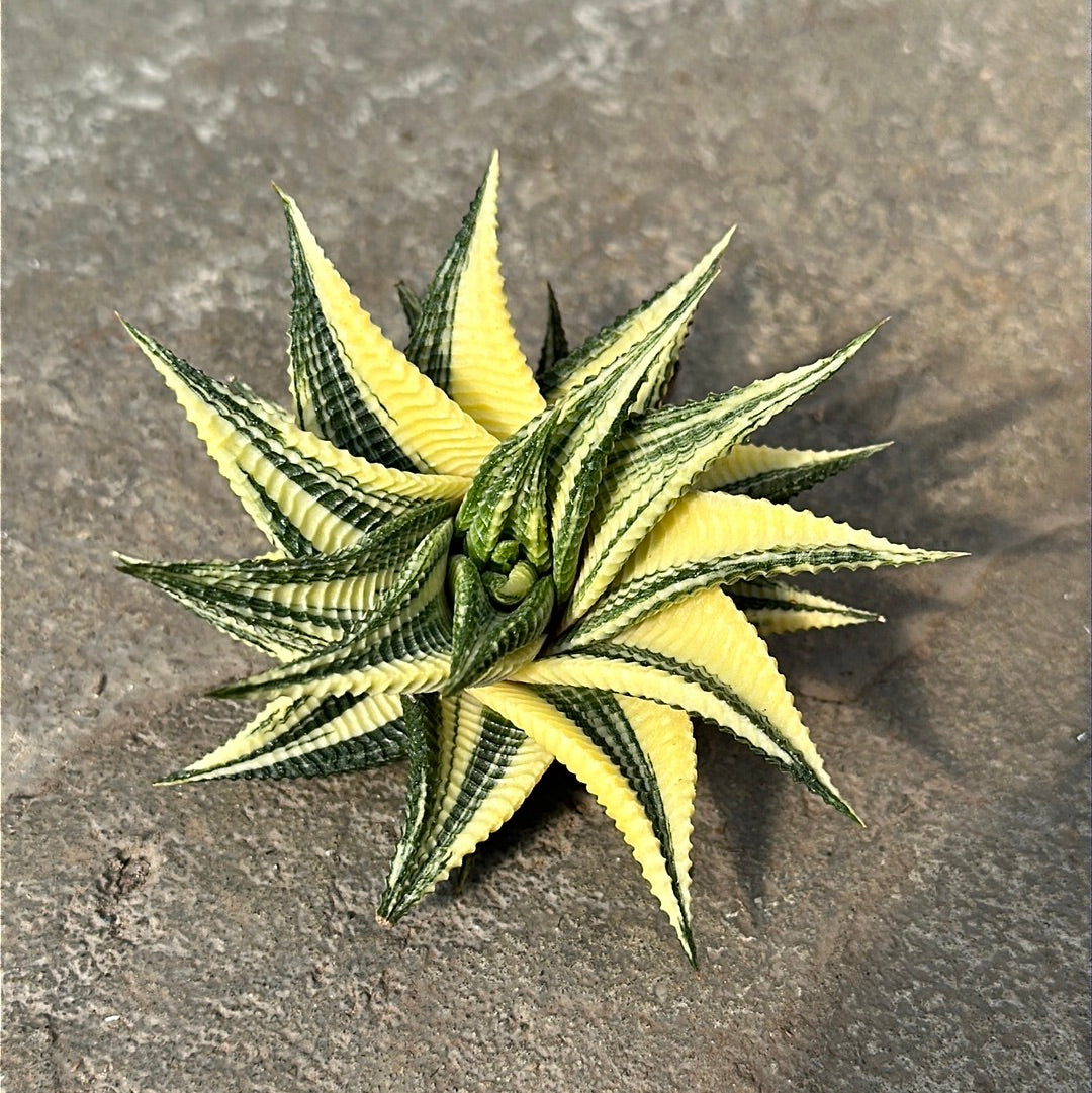 Haworthia limifolia var. Spiralis f. variegata