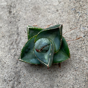 Open image in slideshow, Agave pumila
