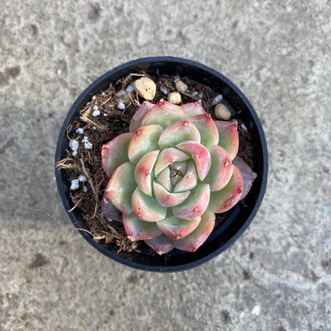 Echeveria 'Pink crystal