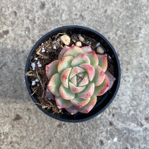 Open image in slideshow, Echeveria 'Pink crystal

