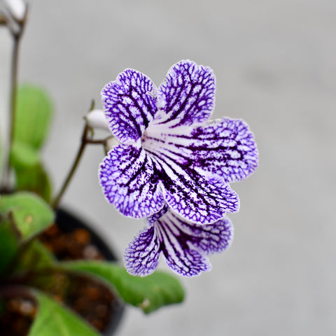 Streptocarpus 'Ladyslippers Grape Ice'