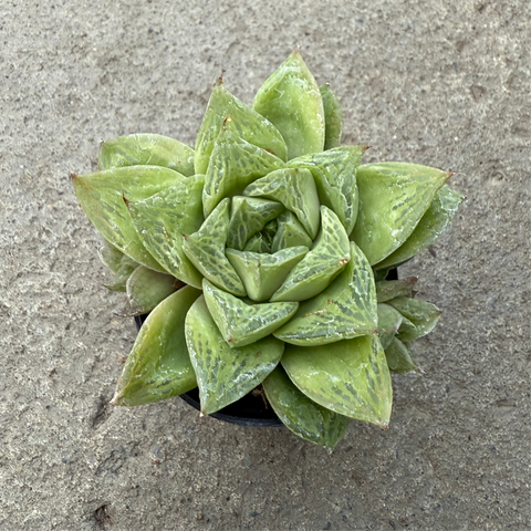 Haworthia cuspidata