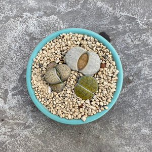 Mixed Lithops with decorative pot