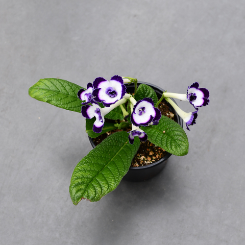 Streptocarpus 'Bristol's Mascara'