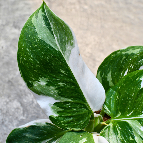 philodendron punctata variegated Philodendron punctata – Serres Lavoie