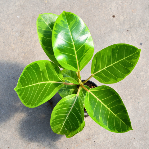 Ficus altissima 'Yellow Gem'