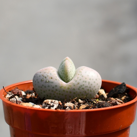 Dinteranthus microspermum