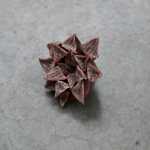 Haworthia 'Ice World'