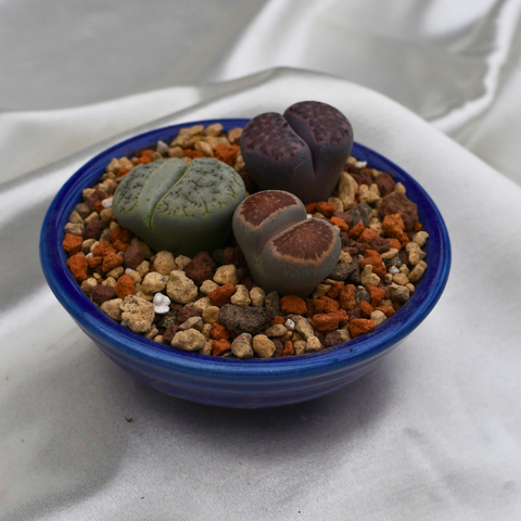 Lithops en pot décoratif